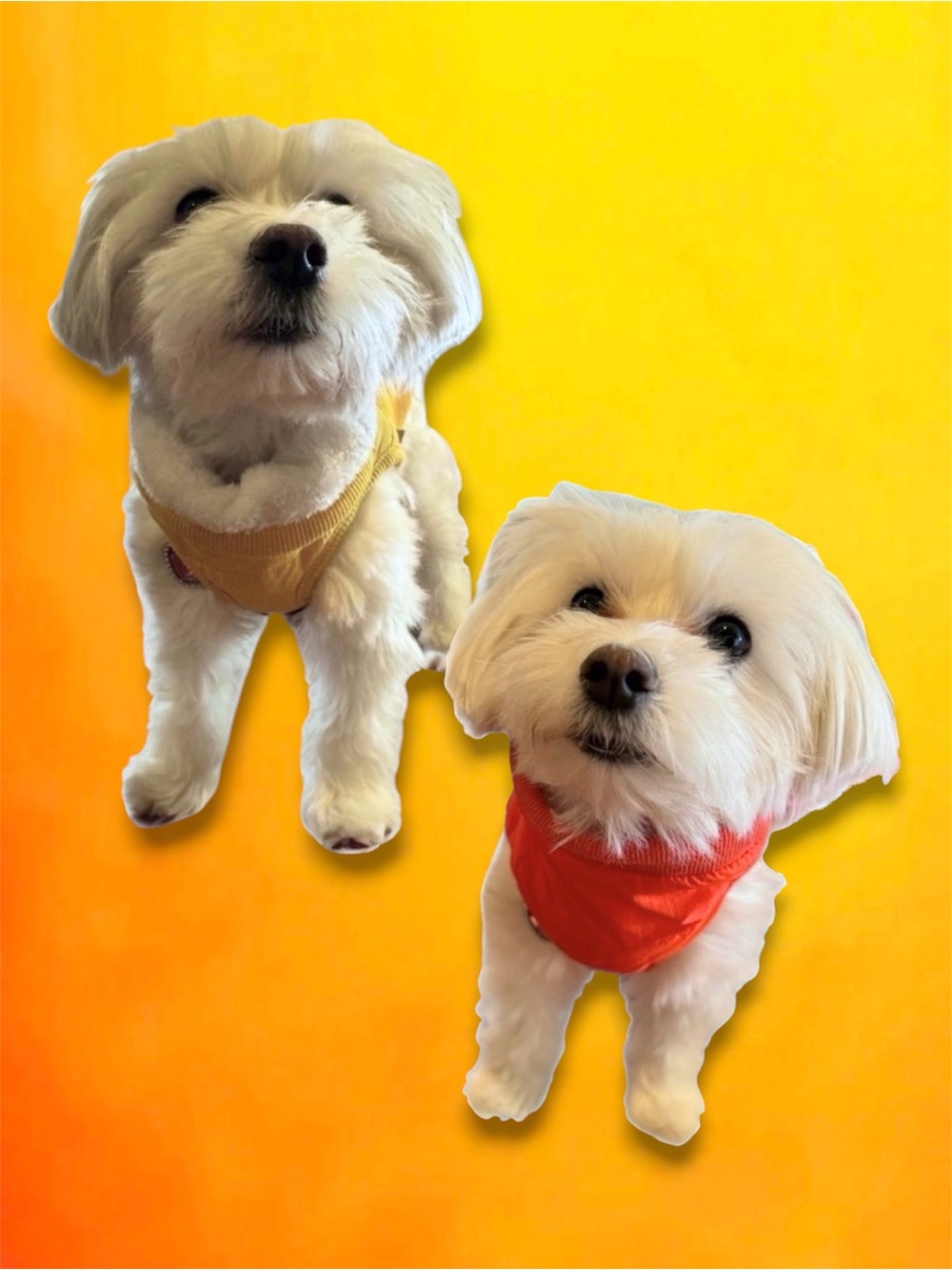 🆕💞Fleece Lined Jacket YELLOW, ORANGE 💯% Proceeds 2 Charity *CHOOSE UR COLOR*